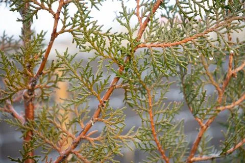 Thuja branch close up Stock Photos