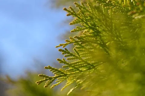 Thuja branch close up. Stock Photos