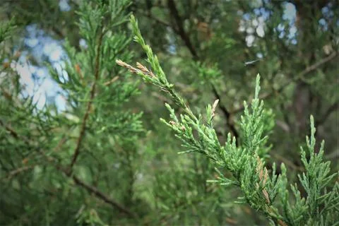Thuja branch with cobweb Stock Photos