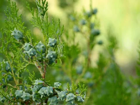 Thuja branch with cones. Stock Photos