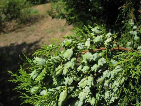 Thuja branch with cones 库存照片