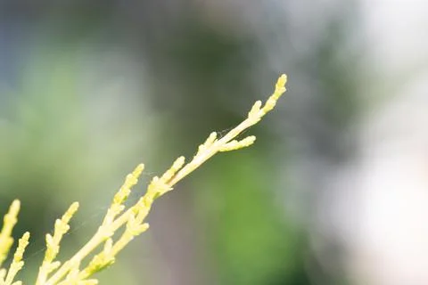 Thuja branch with delicate spiderweb growing outdoors in spring Stock Photos