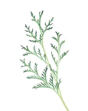 Thuja branch isolated on white background. Watercolor illustration. Stock Illustration