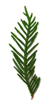 Thuja branch Stock Photos
