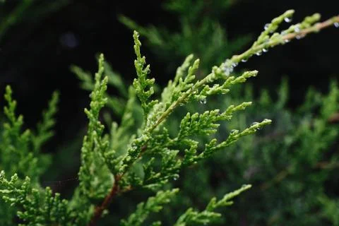 Thuja Branch Stock Photos