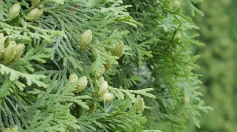 Thuja branch with tiny cones on white background Stockbeeldmateriaal 51663408