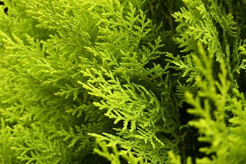 Thuja branch under the sun Stock Photos