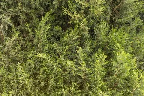 Thuja branches as a background. Bright green spruce background. Stock Photos