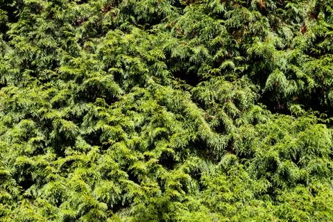 Thuja branches background Stock Photos