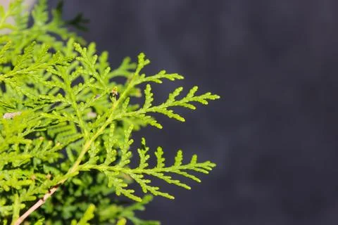 Thuja branches background Stock Photos