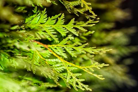 Thuja branches. Background from Thuja branches. Thuja branches in the dark. T Stock Photos