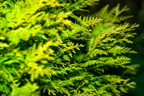 Thuja branches. Background from Thuja branches. Thuja branches in the dark. T Stock Photos