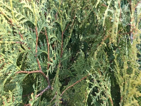 Thuja. The branches of the bush sway in the spring wind. Stock Footage