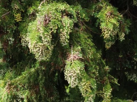 Thuja branches close up 스톡 사진