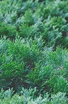 Thuja branches close-up Stock Photos