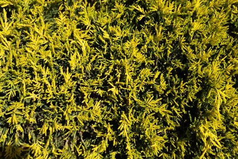 Thuja branches close up Stock Photos
