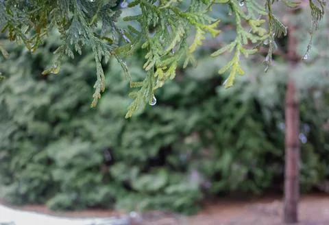 Thuja branches with a drop of rain Foto stock