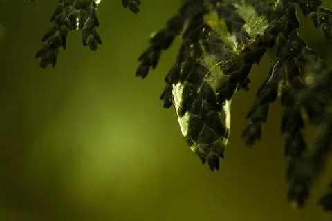 Thuja branches in drops Stock Photos