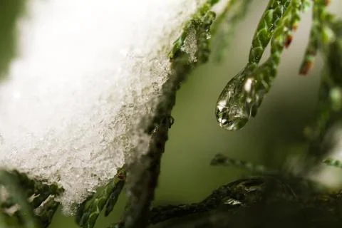 Thuja branches in drops Stock-Fotos