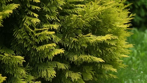 Thuja branches flutter wind breeze slow motion Stock Footage 136418216