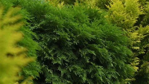 Thuja branches flutter wind breeze slow motion Stock Footage 136419150