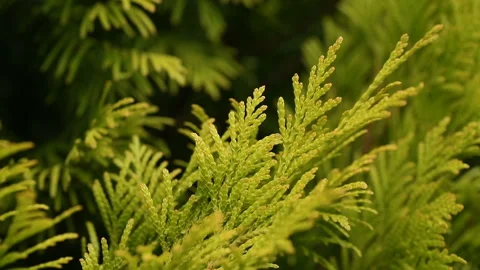 Thuja branches flutter wind breeze slow motion Stock Footage 136419174