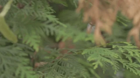 Thuja branches Stock-Footage 162138111