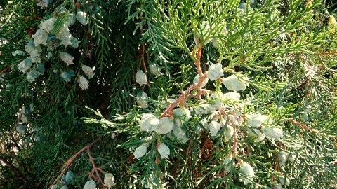 Thuja branches with green cones. Close-up Stock Footage 141020929