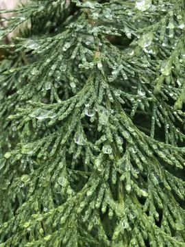 Thuja branches with ice drops Stock Photos