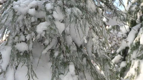 Thuja branches in ice with snow Stock Footage 265950773