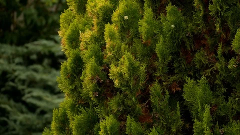 Thuja branches moving in the wind (Northern white-cedar) Stock-Footage 94862083