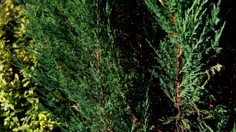 Thuja branches peek out from the shadows. Vertical movement Stock Footage 161908681