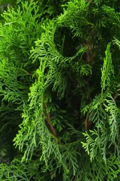 Thuja branches Stock Photos