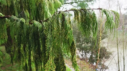 Thuja branches with young green cones sway in the wind, 4K close up copy space Stock Footage 156574144