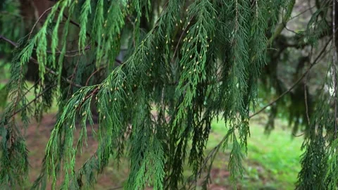 Thuja branches with young green cones sway in the wind, 4K close up copy space Stock Footage 156858856