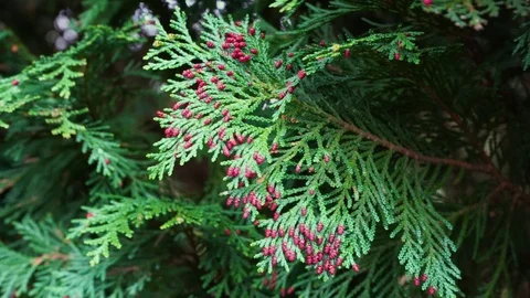Thuja branches with young red cones sways in the wind Stock Footage 126615674