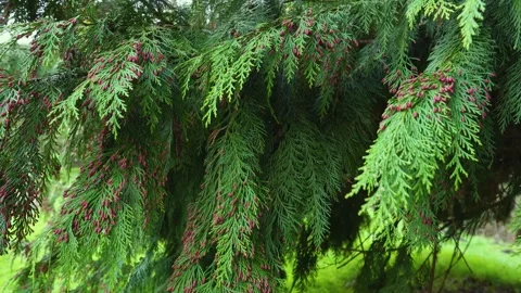 Thuja branches with young red cones sway in the wind, 4K close up copy space Stock Footage 156032862