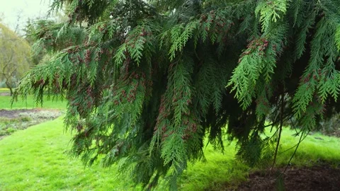 Thuja branches with young red cones sway in the wind, 4K close up copy space Stock Footage 157115042