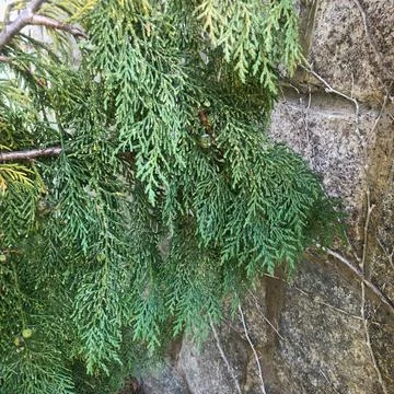 Thuja brunch with background old wall Stock Photos