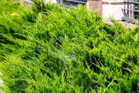 Thuja bush with spider web closeup of an evergreen plant on a sunny day. Stock Photos