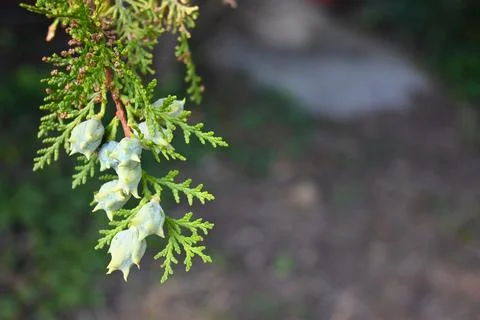 Thuja cones on a leafy branch Stock-Fotos
