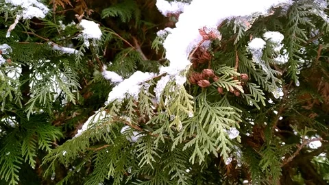 Thuja cones in snowy winter. Snow-covered tree. The real video Stock Footage 299957075