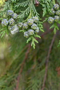 Thuja Cones on Tree Close-Up, Evergreen Nature Background with Copy Space Fotos Stock