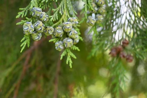 Thuja Cones on Tree Close-Up, Evergreen Nature Background with Copy Space 写真素材