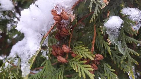 Thuja Cones in Winter Stock Photos