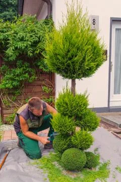 Thuja cut into shape Stock Photos