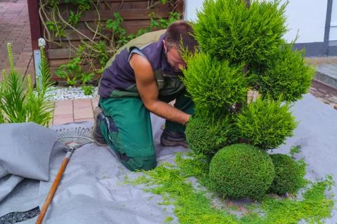 Thuja cut into shape Stock Photos