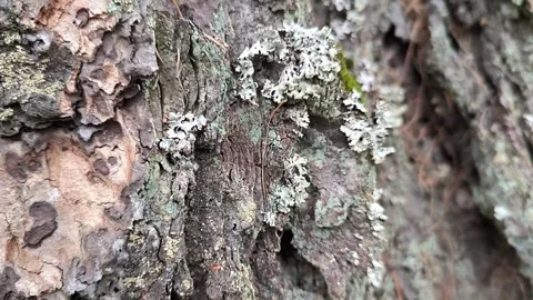 Thuja cypress bark close up closeup moss lichen ecology park forest garden Stock Footage 271033156