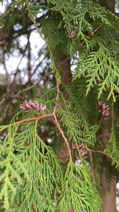 Thuja cypress branches close up botanical greenery gardening cones bokeh tree Stock Footage 271032874