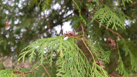 Thuja cypress branches close up botanical greenery gardening cones bokeh tree Stock Footage 271033257
